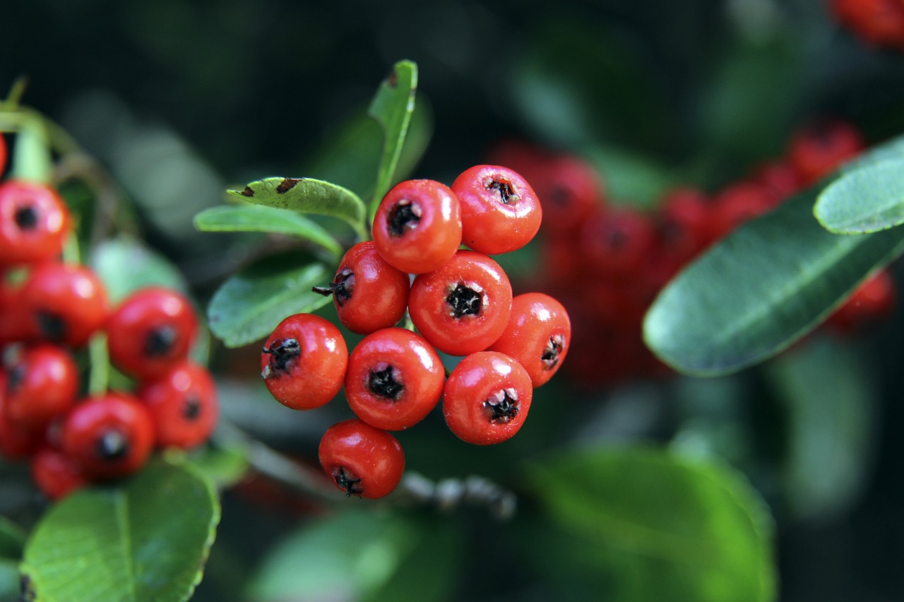 冠軍之路 冠軍之路