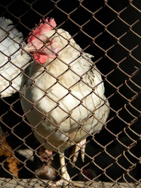 了极高的水 了极高的水